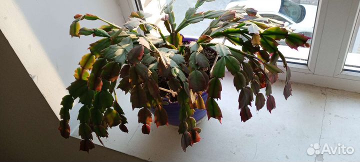 Большие домашние цветы