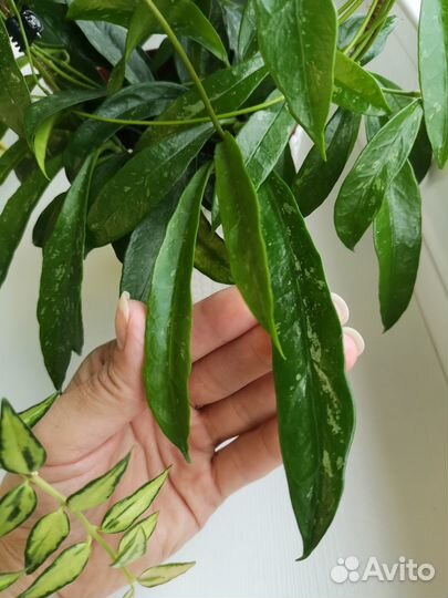 Хойя Белла Луис Буис, Aн-074, Лиза, Акута 997