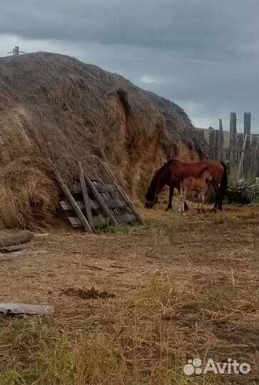 Лошадь кобыла