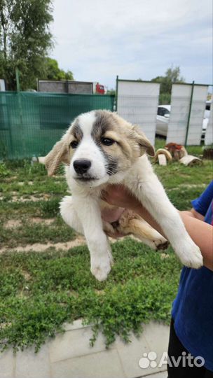 Щенки в добрые руки