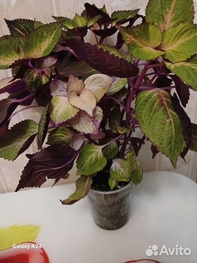 Колеусы. Взрослые растения