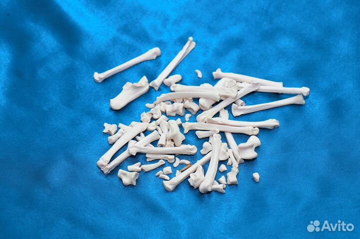 Черепа диких животных