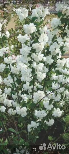 Жасмин чубушник махровый