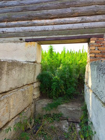 Участок 15 сот. (ИЖС)