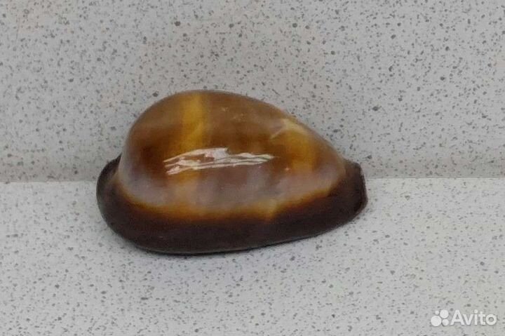 Ципрея Оникс 4,3 морская ракушка раковина