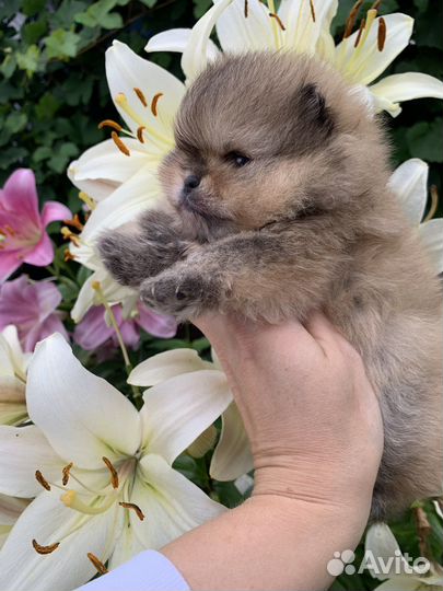 Помераночка