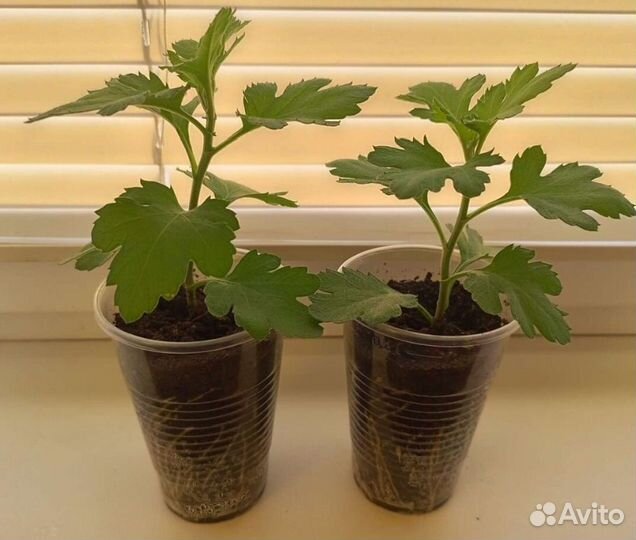 Хризантема