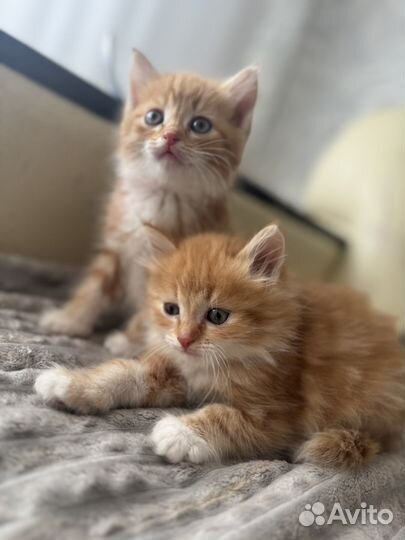Сибирские котята