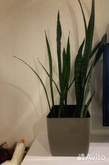 Сансевиерия