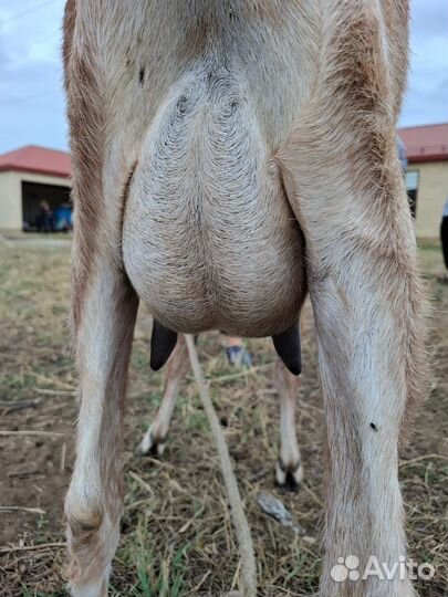 Сельхоз животные