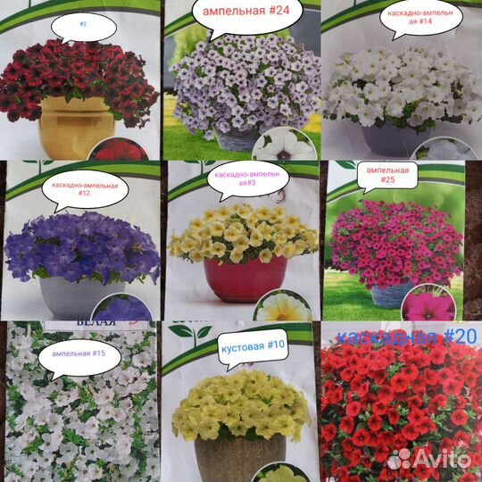 Ампельная сортовая петуния