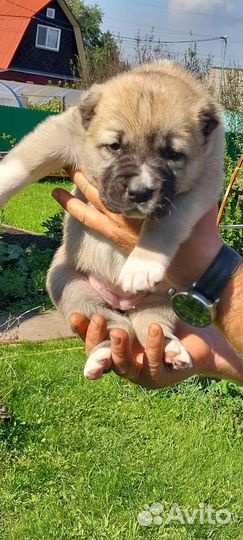 Щенки,алабай