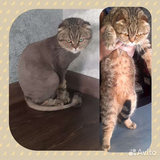 Зоострижки / Грумер