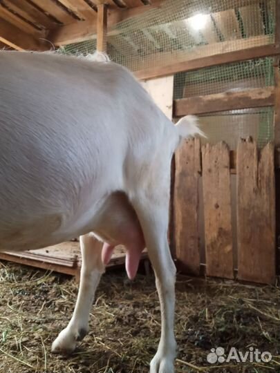 Молочные козы