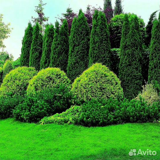 Туя из питомника