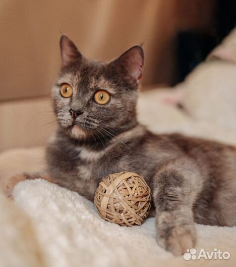 Кошка прелестная полубританка в дар