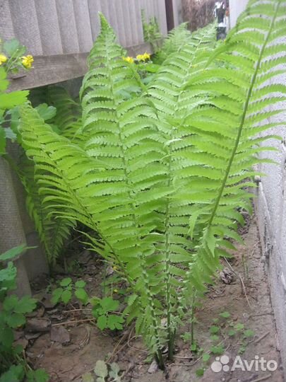 Папортник садовый