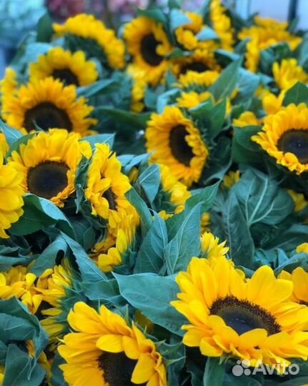 Подсолнухи