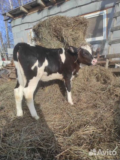 Телочка, овцы, бараны, ягнята