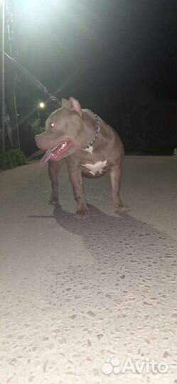 Американский булли