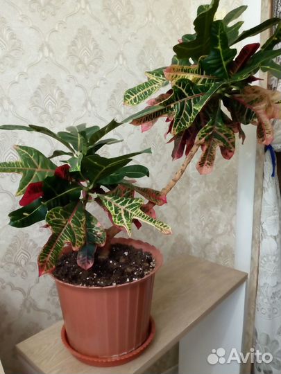 Кодиеум кротон