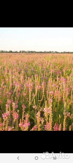 Продам семена экспорцета