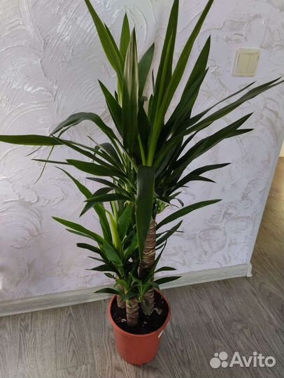 Пальма юкка