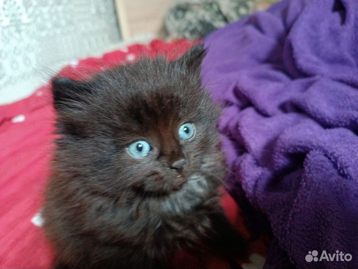 Пушистики в добрые ручки