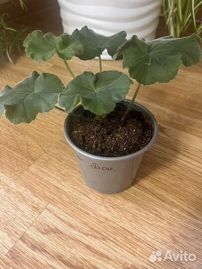 Ив тихий дон