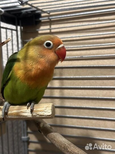 Попугай неразлучники