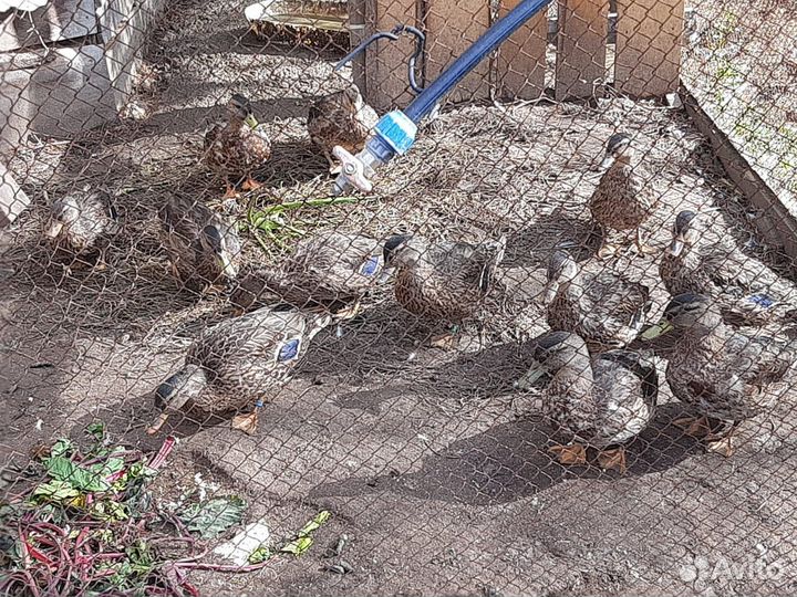 Подсадные утки