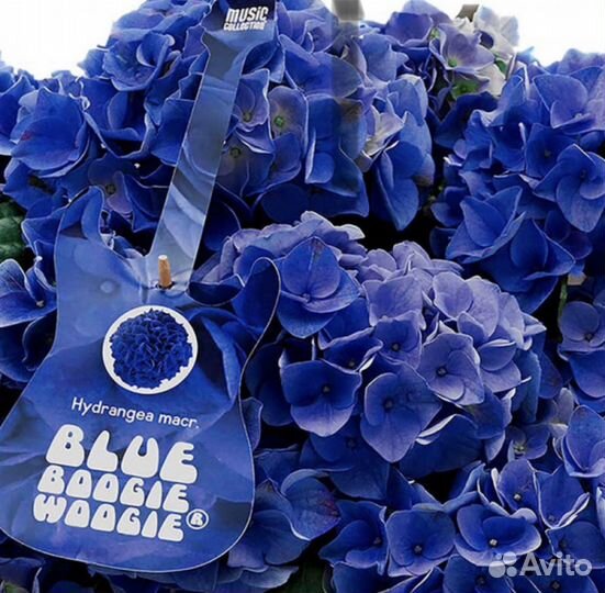 Гортензия крупнолистная Boogie Woogie Blue