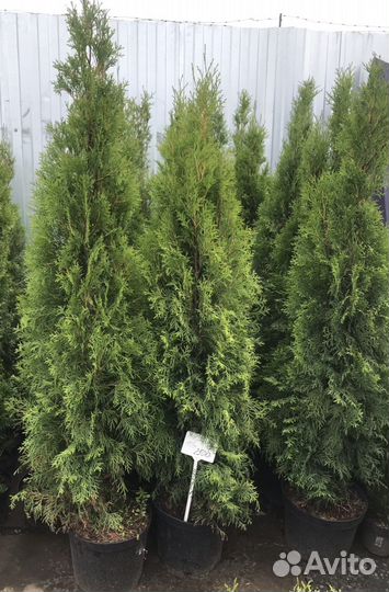 Туя западная смарагд