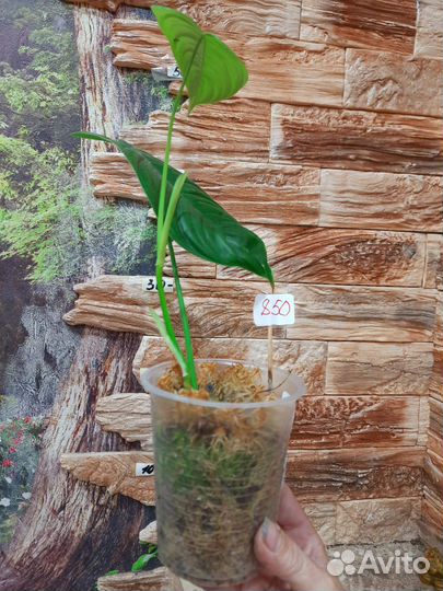 Филодендрон Тенуа