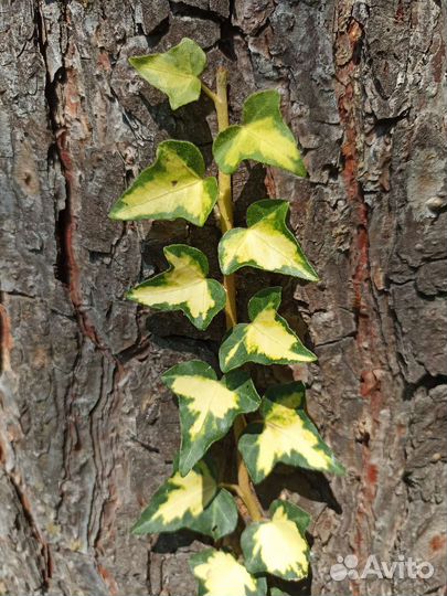 Плющ Хедера Голд Харт