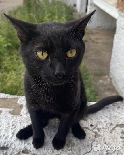 Ищем дом котику