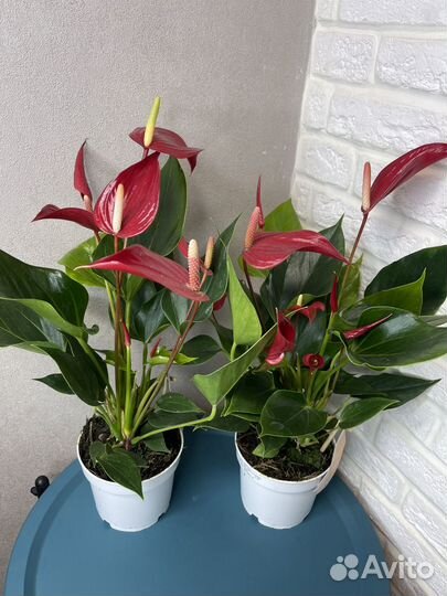 Антуриум бандерола мужское счастье цветы