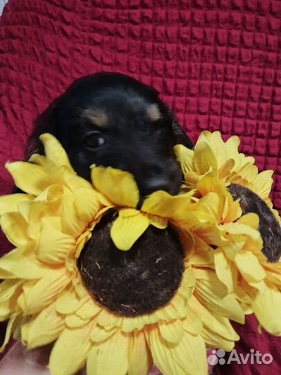 Щенки таксы бесплатно в добрые руки