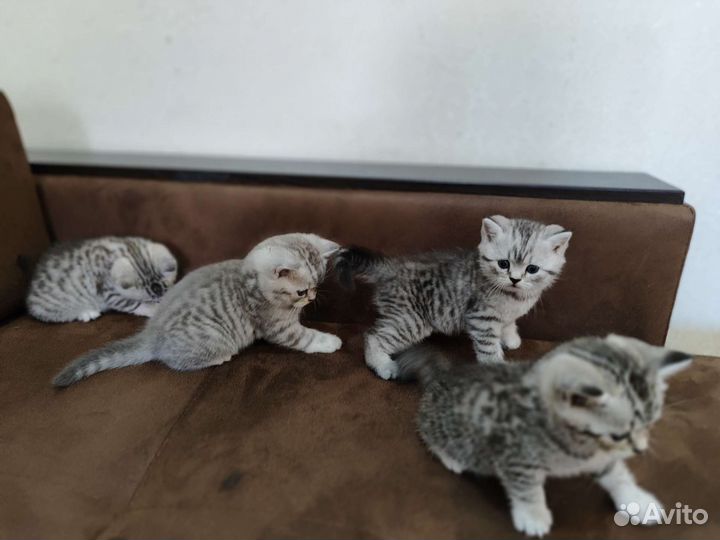 Кошки шотландцы