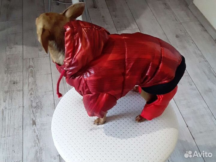 Одежда для маленьких собак