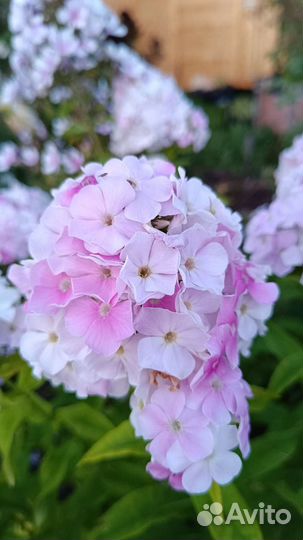 Сортовые флоксы продам