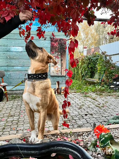 Малыш Кенни