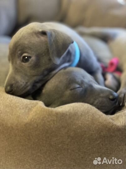 Игрушка ветра щенки левретки