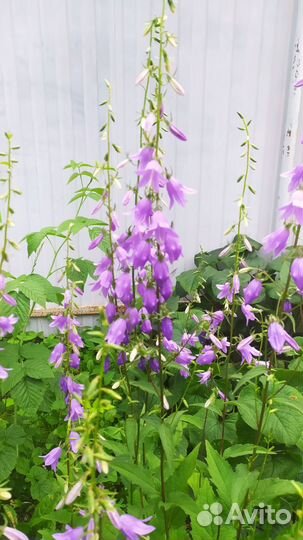 Колокольчик