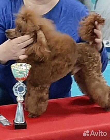 Той пудель на вязку