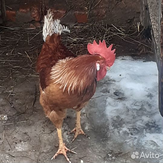 Продам петуха