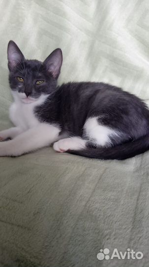 Очаровательная кошечка