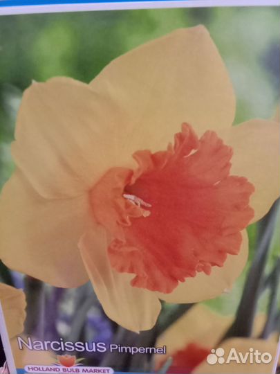 Луковицы нарциссов