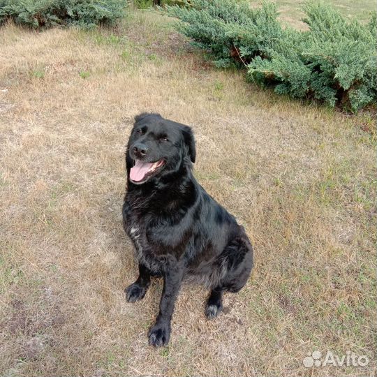 Отдам собаку в добрые руки