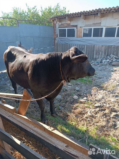 Быки на племя абердин